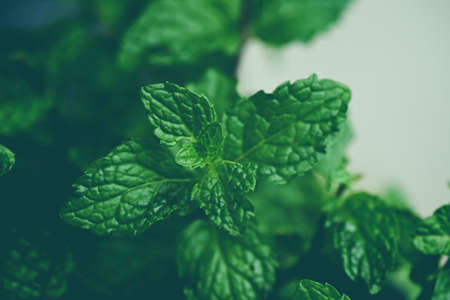 Mint leaf in the garden background, Fresh mint leaves in a nature green herbs or vegetables food peppermintの写真素材