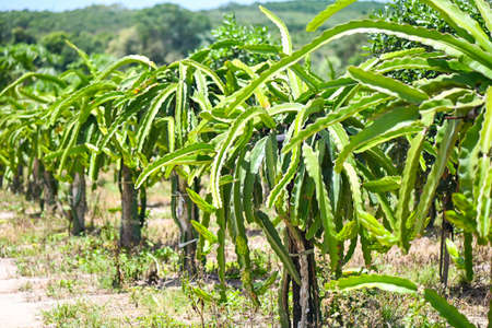 dragon fruit tree with dragon fruit flower on tree in the agriculture farm at asian, pitahaya plantation dragon fruit in thailand  in the summerの写真素材