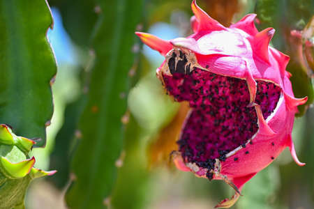 dragon fruit on the dragon fruit tree waiting for the harvest in the agriculture farm at asian,...