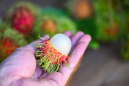 Rambutan fruit on hand harvest from the garden, Fresh and ripe rambutan sweet tropical fruit peeled rambutan with leavesの写真素材