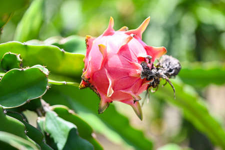 dragon fruit on the dragon fruit tree waiting for the harvest in the agriculture farm at asian, pitahaya plantation dragon fruit in thailand in the summerの写真素材