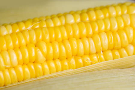 cooked sweet corn background, ripe corn cobs steamed or boiled sweetcorn for food vegan dinner or...