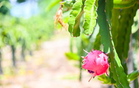 dragon fruit on the dragon fruit tree waiting for the harvest in the agriculture farm at asian, pitahaya plantation dragon fruit in thailand in the summerの写真素材