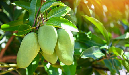 Mango hanging on the mango tree with leaf background in summer fruit garden orchard, young raw green...