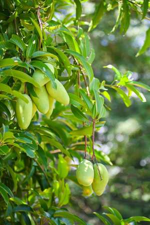 Mango hanging on the mango tree with leaf background in summer fruit garden orchard, young raw green mango fruitの写真素材