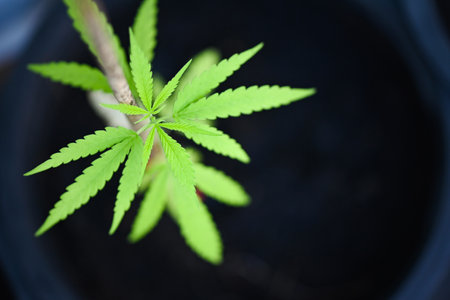 Cannabis plant tree planting on pot, close up cannabis leaf in the garden farm, Hemp leaves marijuana seed tree grows for THC CBD herbs food and medicalの写真素材