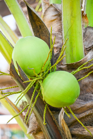 Young coconut fruit on the coconut tree,  fresh green coconut palm tree tropical fruit on plant in the garden on summerの写真素材