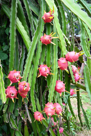 pitahaya plantation dragon fruit in thailand in the summer, dragon fruit on the dragon fruit tree waiting for the harvest in the agriculture farm at asianの写真素材