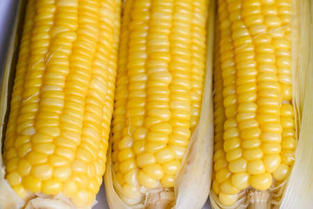 ripe corn cobs steamed or boiled sweetcorn for food vegan dinner or snack, cooked sweet corn...