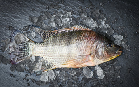 Tilapia with ice on dark background, Fresh raw tilapia fish from the tilapia farm - top viewの写真素材