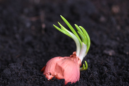 Shallot grow on soil ground in pot, plants grow organic garden, Onions are ready to grow planted shallot on groundの写真素材