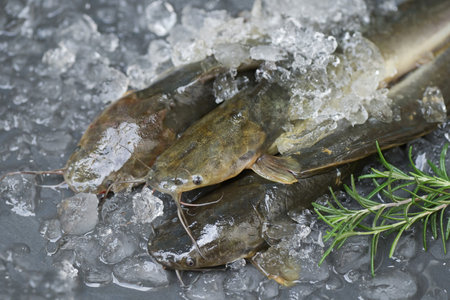catfish on ice in the fish market, fresh raw catfish freshwater fish, catfish for cooking food, fish...