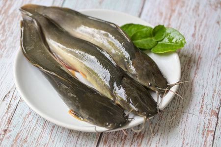 catfish on plate, fresh raw catfish freshwater fish, catfish for cooking food, fish with ingredients...