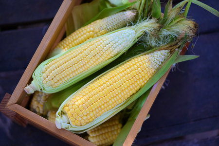 fresh corn on wooden box, harvest ripe corn organic, corn on the cob, sweet corn for cooking food -...