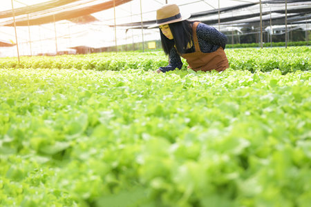hydroponic vegetables harvested from hydroponic farms fresh green oak salad growing in the garden, woman picking hydroponic plants on water without soil agriculture organic health food natureの写真素材