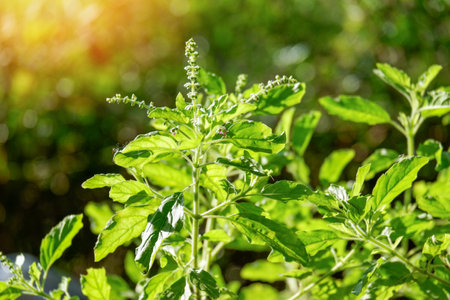 Holy basil - sweet basil plant tree leaves fresh green holy basil leaf on tree in the garden herb