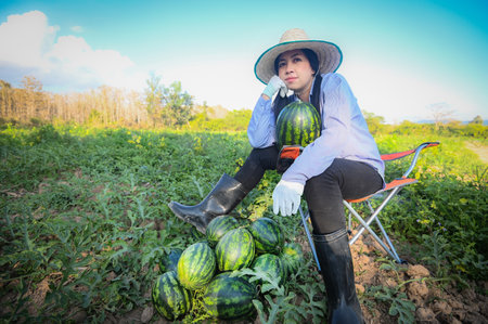 watermelon field - woman gardener farmer harvesting watermelons in the field with fresh watermelon fruit agriculture garden watermelon farm with leaf tree plantの写真素材