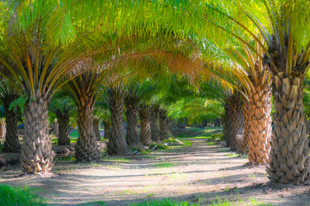 Tunnel plants palm tree in the palm garden with beautiful palm leaves nature and sunlight morning sun, palm oil plantation growing up farming for agriculture, Asiaの写真素材