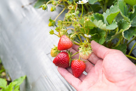 strawberry plant farm, fresh ripe strawberry field for harvest strawberries picking on hand in the garden fruit collected strawberry in summerの写真素材