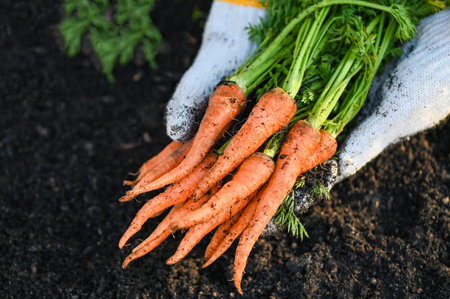 carrot on ground with hand holding, fresh carrots growing in carrot field vegetable grows in the garden in the soil organic farm harvest agricultural product natureの写真素材