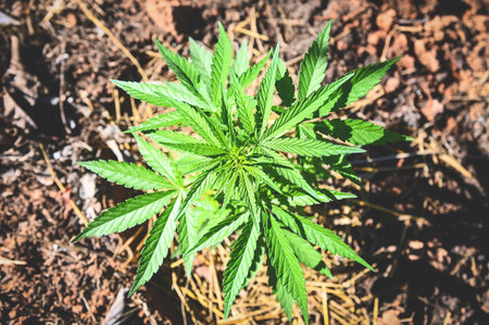 Marijuana leaves - cannabis plant tree growing in pot on nature green background, Hemp leaf for...