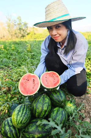 watermelon slice fruit agriculture garden fresh watermelon farm with leaf tree plant watermelon field - woman gardener farmer harvesting watermelons in the fieldの写真素材
