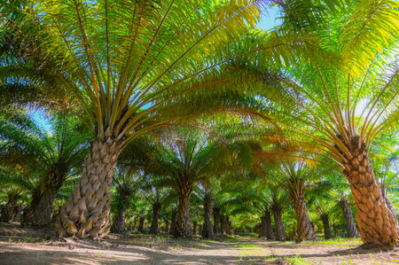 Palm tree in the palm garden with beautiful palm leaves nature and sunlight morning sun, palm oil plantation growing up farming for agriculture Asiaの写真素材