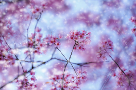 Wild Himalayan Cherry Blossom, beautiful pink sakura flower at winter with snow landscapeの写真素材