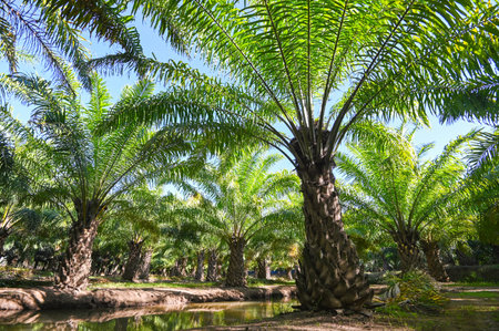 Palm tree in the palm garden with beautiful palm leaves nature and sunlight morning sun, palm oil plantation growing up farming for agriculture Asiaの写真素材