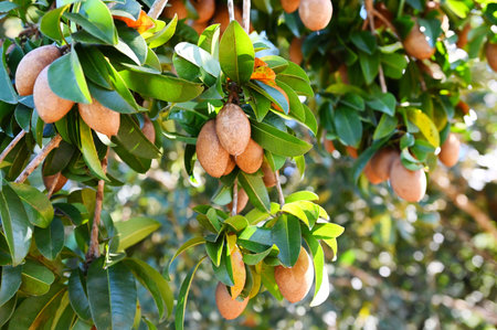 sapodilla fruit on the sapodilla tree plant on summer, sapodilla plum in the garden fruit in thailandの写真素材