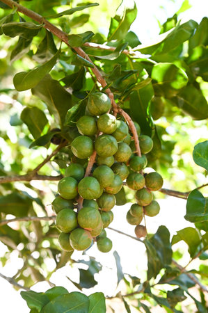 macadamia nuts on macadamia tree plant, fresh natural raw macadamia nuts in garden, planting macadamia nut fruit waiting for the harvest seedsの写真素材