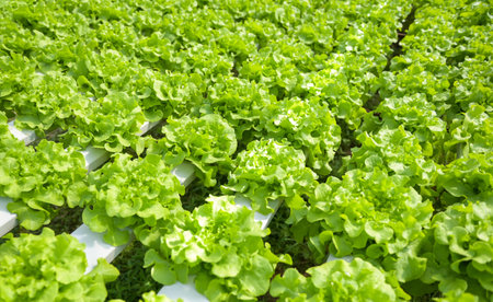 hydroponic vegetables from hydroponic farms fresh green oak lettuce growing in the garden, hydroponic plants on water without soil agriculture organic health food nature leaf crop bioの写真素材