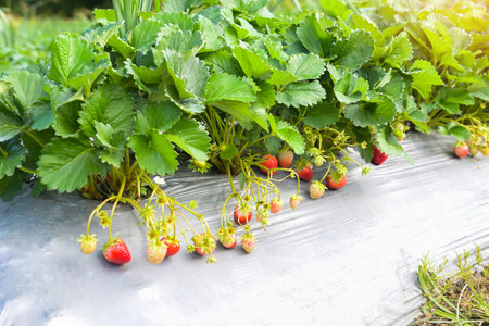 strawberry plant farm, fresh ripe strawberry field for harvest strawberries in the garden fruit strawberry in summerの写真素材