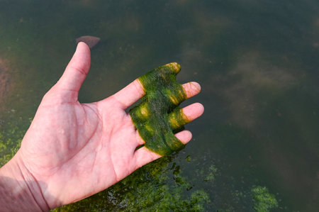 Spirogyra freshwater algae - seaweed freshwater in the river stream can live in clean water, green aquatic weed - common names include water silk, mermaid's tresses, and blanket weedの写真素材
