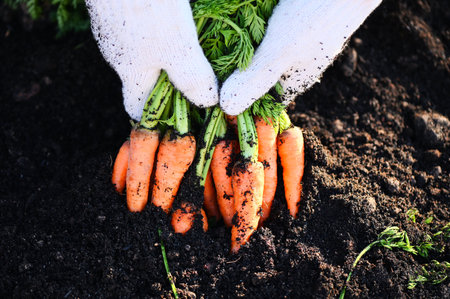 fresh carrots growing in carrot field vegetable grows in the garden in the soil organic farm harvest agricultural product nature, carrot on ground with hand holding carrotの写真素材