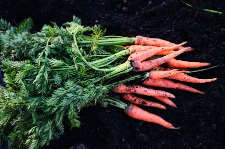 fresh carrots growing in carrot field vegetable grows in the garden in the soil organic farm harvest agricultural product nature, carrot on groundの写真素材
