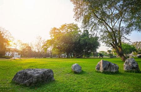 Natural green grass field in sunrise in the park with tree sunshine on the grass green environment public park natural, Rock stone grass on the field sunrise or sunset landscape in the summer timeの写真素材
