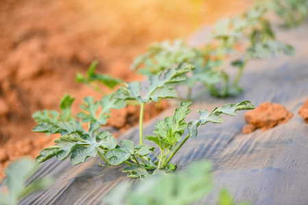 planting watermelon on field with watermelon plant tree on ground agriculture garden watermelon farm with leaf tree plant small on land farmers field with growing in rows green organicの写真素材