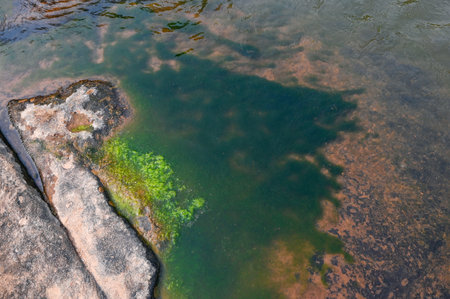 Spirogyra freshwater algae - seaweed freshwater in the river stream can live in clean water, green aquatic weed - common names include water silk, mermaid's tresses, and blanket weedの写真素材