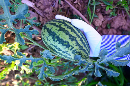 watermelon in watermelon field - fresh watermelon fruit on hand agriculture garden watermelon farm with leaf tree plant, harvesting watermelons in the fieldの写真素材