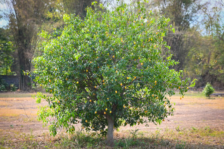 Marian plum fruit in marian plum tree in the garden tropical fruit orchard, Name in Thailand Sweet Yellow Marian Plum Maprang Plango or Mayong chidの写真素材
