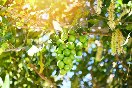 macadamia nuts on macadamia tree plant, fresh natural raw macadamia nuts in garden, planting macadamia nut fruit waiting for the harvest seedsの写真素材