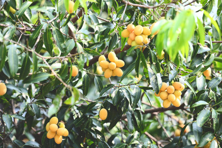 Marian plum fruit in marian plum tree in the garden tropical fruit orchard, Name in Thailand Sweet Yellow Marian Plum Maprang Plango or Mayong chidの写真素材