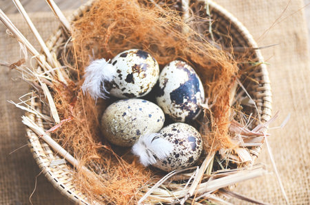 quail eggs on bird nest, fresh quail eggs on basket background, raw eggsの写真素材