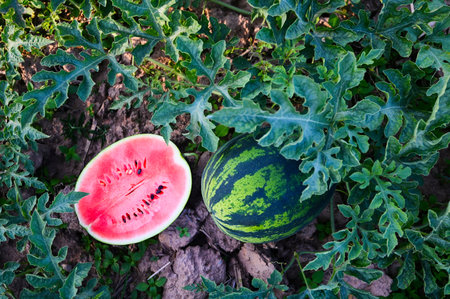 watermelon slice in watermelon field - fresh watermelon fruit on ground agriculture garden watermelon farm with leaf tree plant, harvesting watermelons in the fieldの写真素材