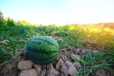 watermelon field with watermelon fruit fresh watermelon on ground agriculture garden watermelon farm with leaf tree plant, harvesting watermelons in the fieldの写真素材