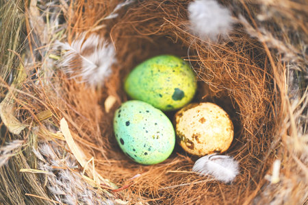 bird nest on tree branch with three eggs inside, bird eggs on birds nest and feather in summer forest , eggs easter conceptの写真素材