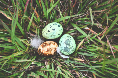 bird nest on grass field with three eggs inside, bird eggs on birds nest and feather in summer...