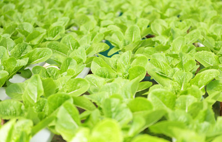 hydroponic plants on water without soil agriculture organic health food nature, Chlorophyll leaf crop bio, hydroponic vegetables from hydroponic farms fresh green cos lettuce growing in the gardenの写真素材