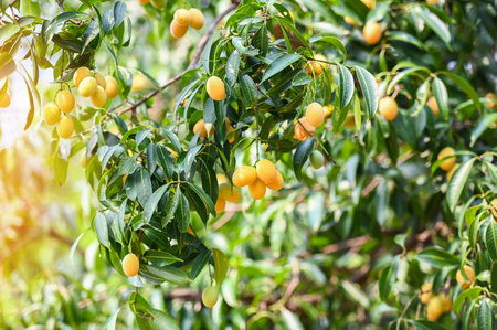 Marian plum fruit in marian plum tree in the garden tropical fruit orchard, Name in Thailand Sweet Yellow Marian Plum Maprang Plango or Mayong chidの写真素材